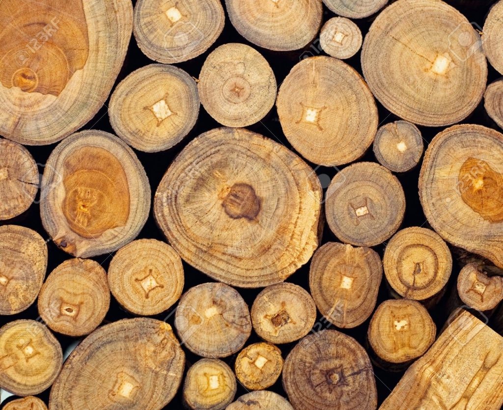 High Grade Raw Teak Wood Logs and Timber in Greater Noida